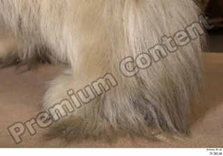 Polar bear foot 0016.jpg